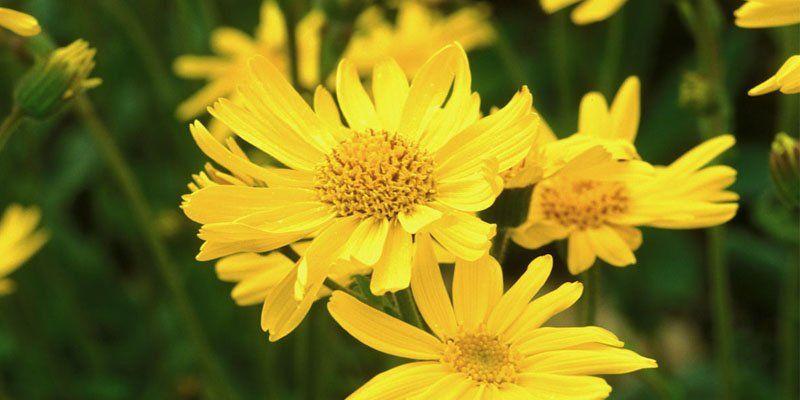 Arnica montana - hu