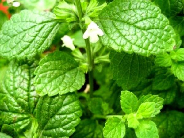 INTERHERB NAPI1 Citromfű Extraktum kapszula 80 mg 30db